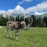 Alpenkind ميتنوالد